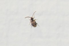 Gynopterus