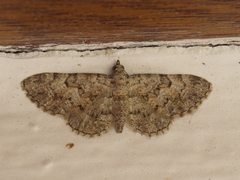 Eupithecia semigraphata