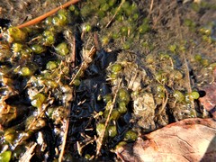 Chaetophora