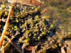 Chaetophora