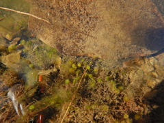 Chaetophora