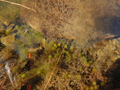 Chaetophora