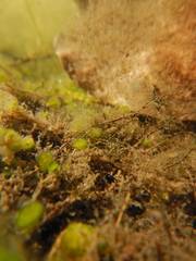 Chaetophora