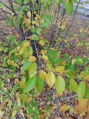 Ulmus pumila