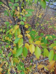 Ulmus pumila