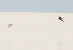 Stercorarius parasiticus