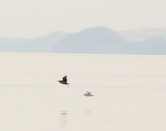 Stercorarius parasiticus