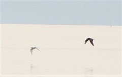 Stercorarius parasiticus