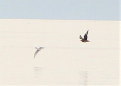 Stercorarius parasiticus