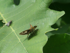 Polytremis zina