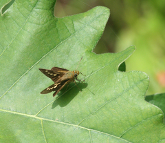 Polytremis zina