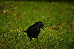 Corvus corone