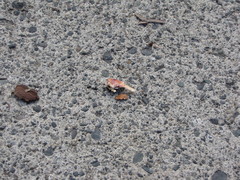 Metacarcinus magister