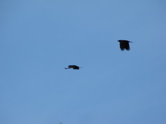 Corvus brachyrhynchos caurinus