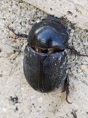 Euetheola