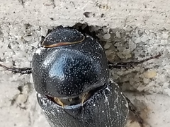Euetheola