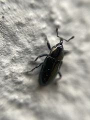 Aulacobaris