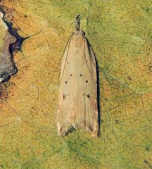 Dichomeris limosellus