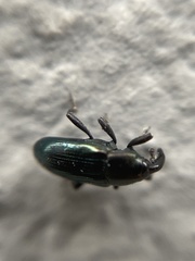 Aulacobaris