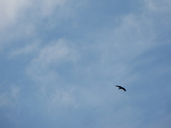 Corvus brachyrhynchos caurinus