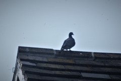 Columba palumbus