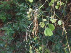 Hippocrepis emerus