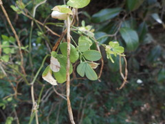 Hippocrepis emerus