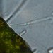 Choanoflagellatea - Photo (c) Roman, algunos derechos reservados (CC BY), subido por Roman