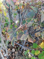 Amelanchier