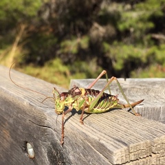 Parasteropleurus perezii