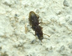Oryzaephilus