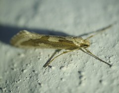 Deuterotinea casanella