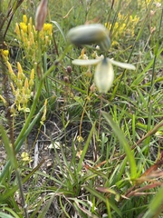 Albuca juncifolia