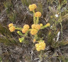 Crassula subulata fastigiata