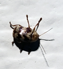 Cryptocephalus implacidus