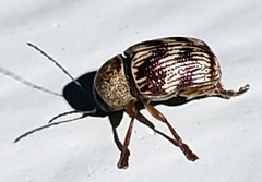 Cryptocephalus implacidus