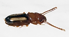 Laemophloeus terminalis