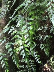 Asplenium neolaserpitiifolium