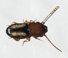 Laemophloeus terminalis