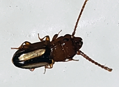 Laemophloeus terminalis
