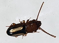 Laemophloeus terminalis