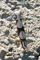Acrocercopinae