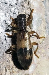 Cymatodera undulata