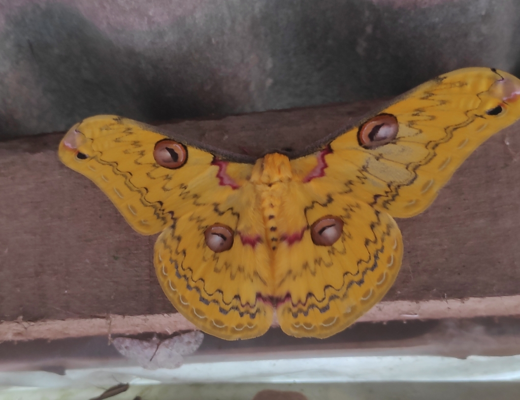 Loepa hayatiae