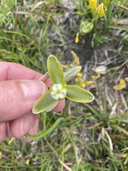 Albuca juncifolia