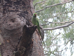 Psittacula krameri