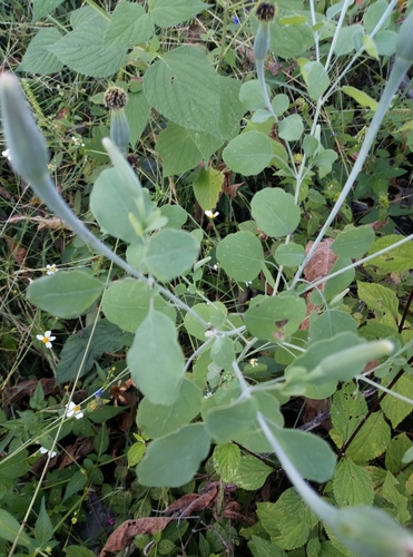Porophyllum ruderale