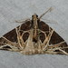 Carpet Moths - Photo (c) Alexey, some rights reserved (CC BY-SA)
