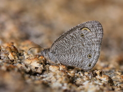 Ypthima asterope