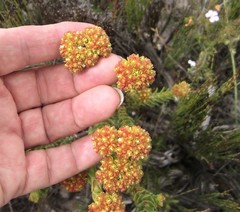 Crassula subulata fastigiata